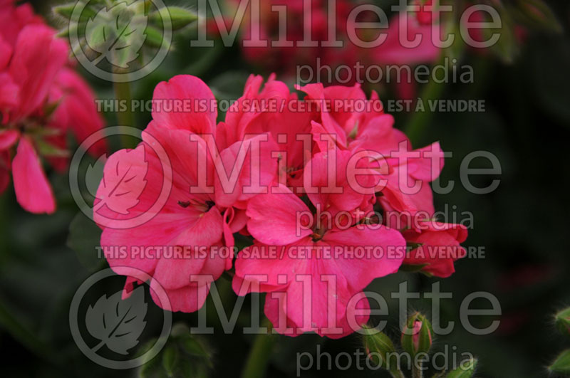 Pelargonium Focus Rose (Pelargonium Geranium) 1 