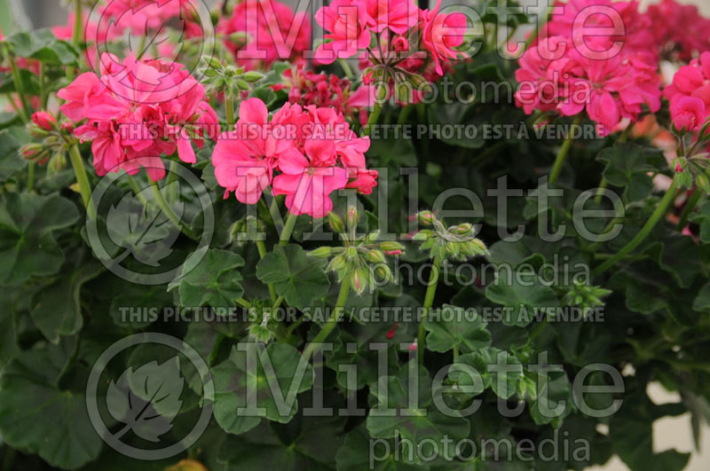 Pelargonium Focus Rose (Pelargonium Geranium) 2 