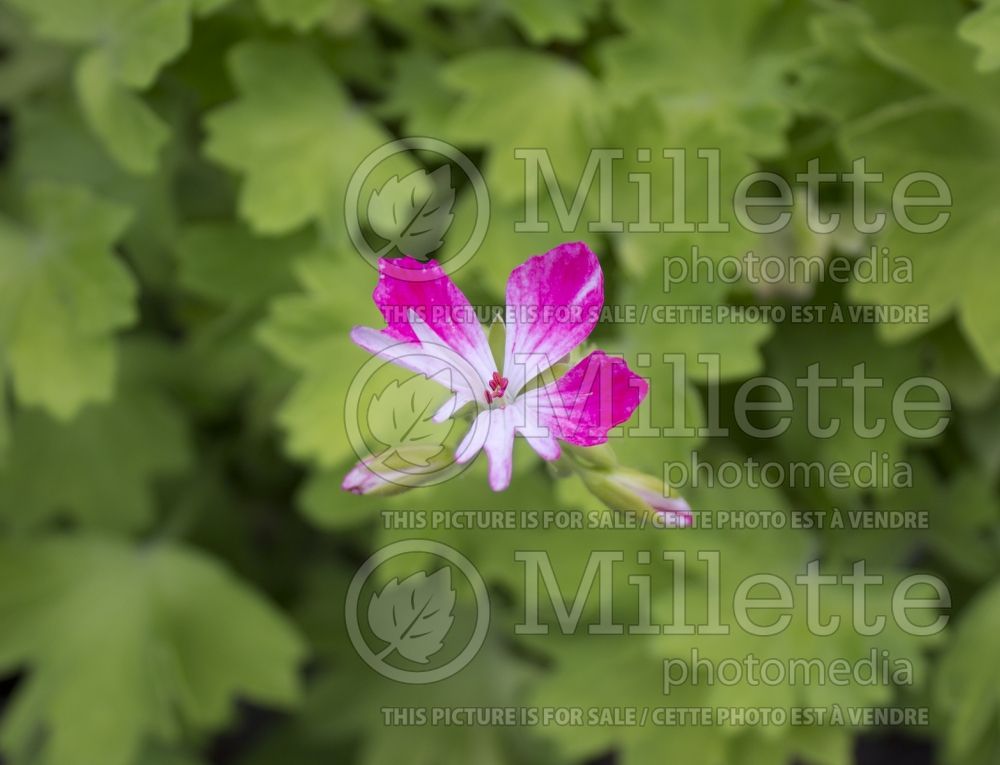 Pelargonium Peppermint Star (Pelargonium Geranium) 1 