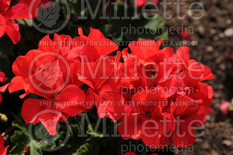 Pelargonium Red Fox Sarita Wild Salmon (Pelargonium Geranium) 1 