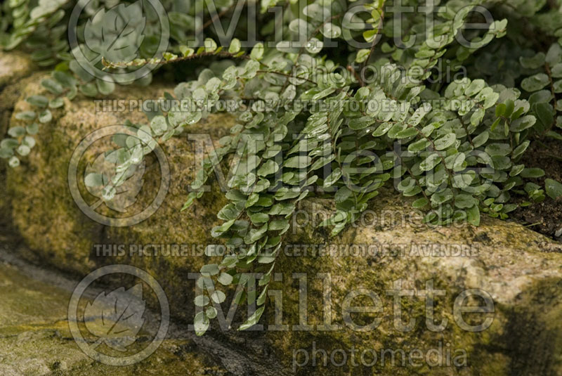 Pellaea rotundifolia (Roundleaf Fern, Button Fern) 1