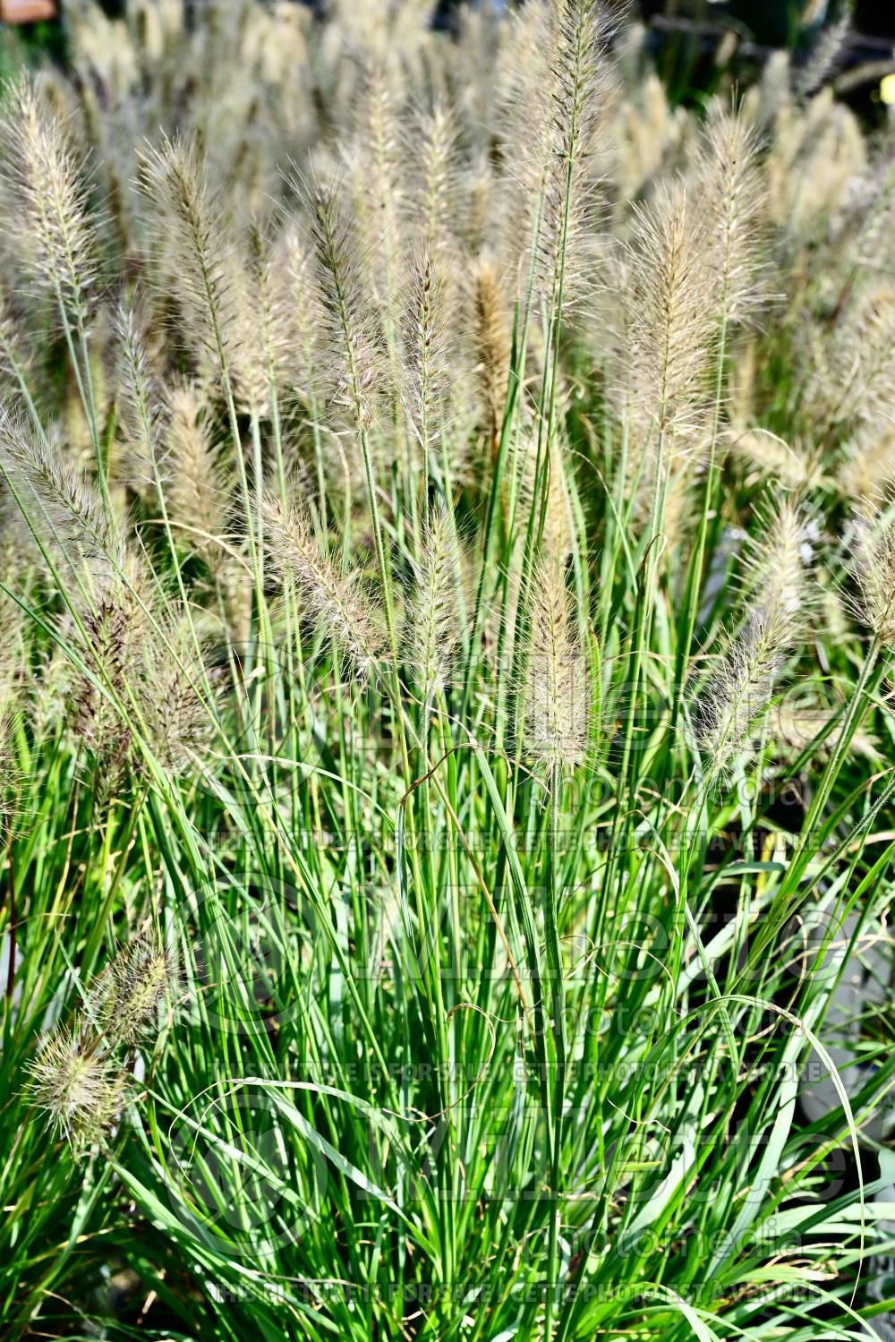 Pennisetum Prairie Winds Desert Plains (Fountain Grass) 1