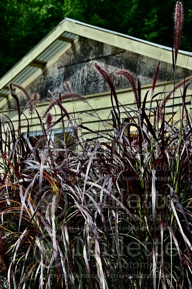 Pennisetum Rubrum (Fountain Grass) 9