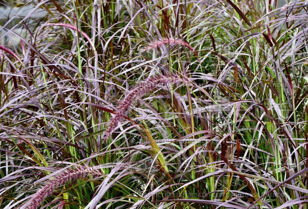 Pennisetum Rubrum (Fountain Grass) 7