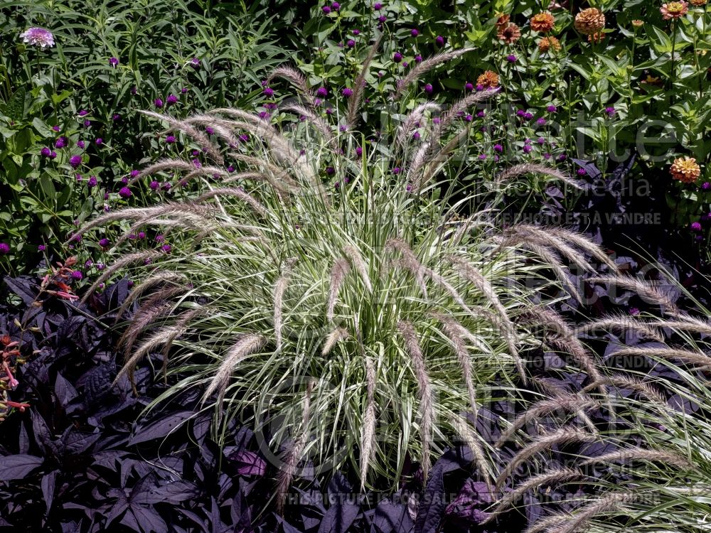 Pennisetum Sky Rocket (Pearl millet grass) 10 