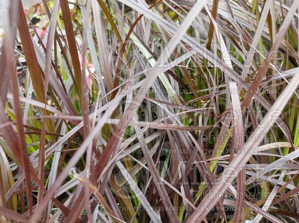 Pennisetum Summer Samba (Pearl millet grass) 1 