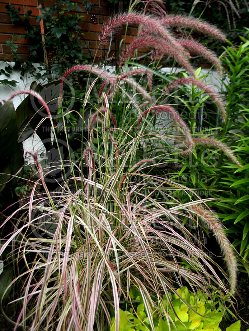 Pennisetum Cherry Sparkler (Pearl millet grass) 3  