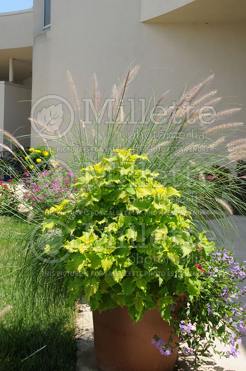 Pennisetum Rosy Red (Feathertop grass) 1  