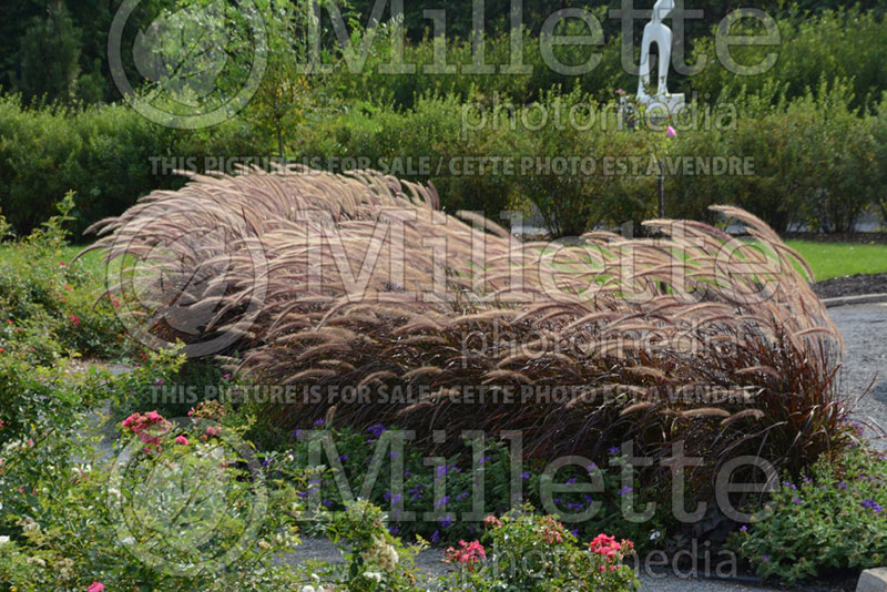 Pennisetum Rubrum (Fountain Grass) 2