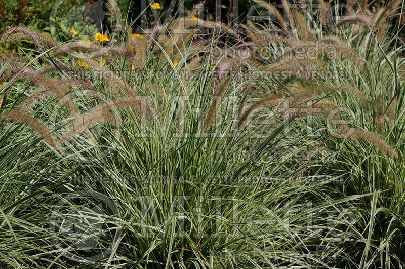 Pennisetum Sky Rocket (Pearl millet grass)   1