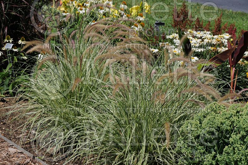 Pennisetum Sky Rocket (Pearl millet grass)   2