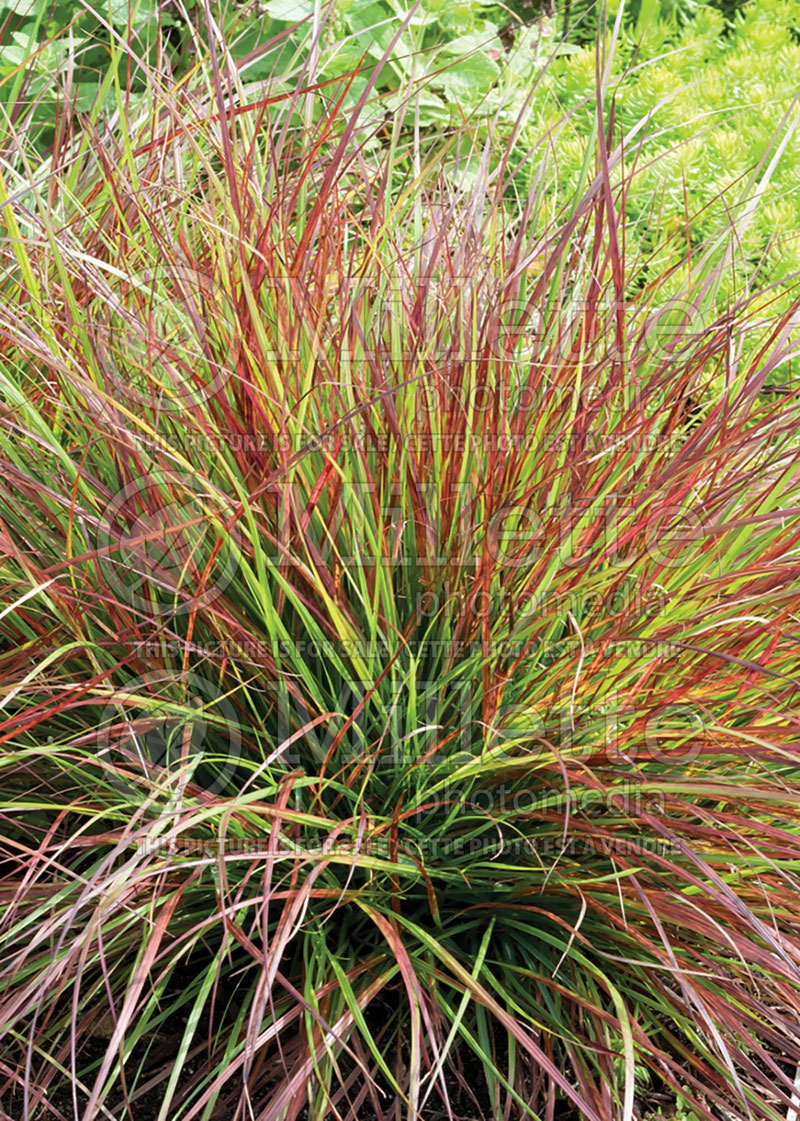 Pennisetum Burgundy Bunny (Fountain Grass) 3 