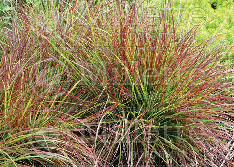 Pennisetum Burgundy Bunny (Fountain Grass) 4 