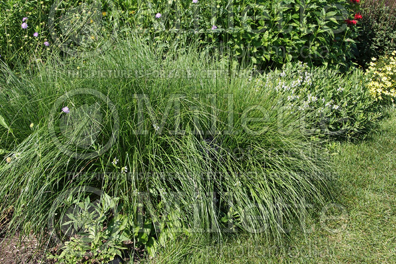 Pennisetum Hameln (Pearl millet grass) 1