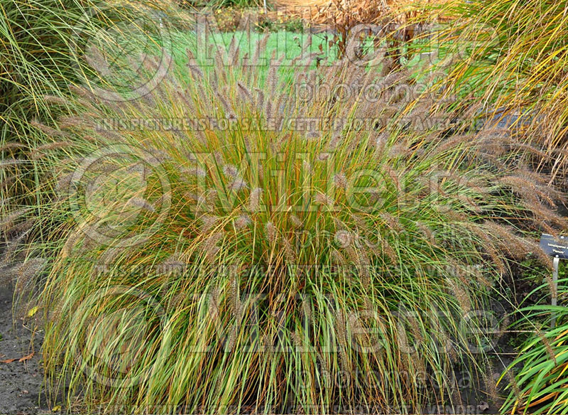 Pennisetum Hameln (Pearl millet grass) 17