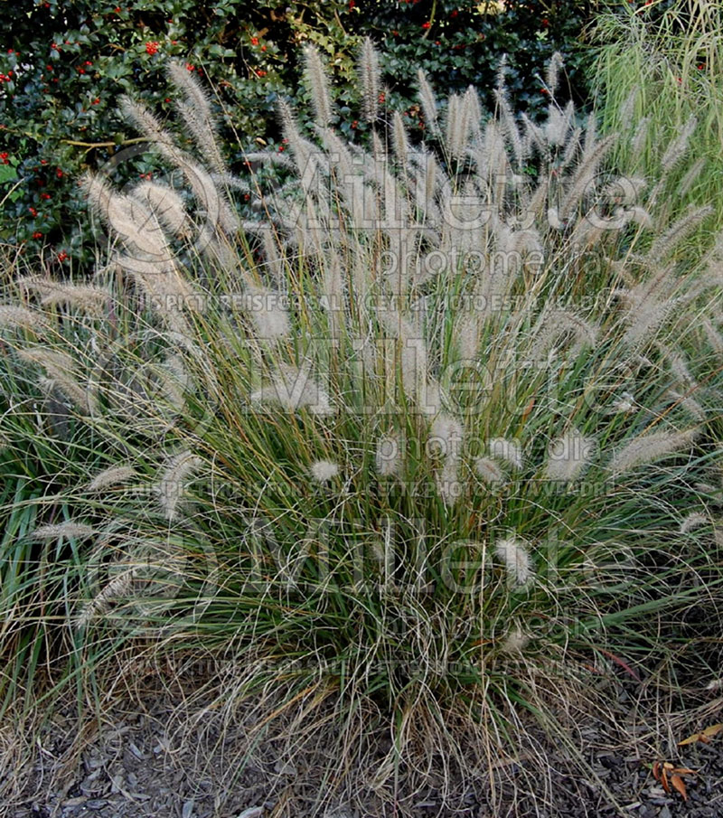 Pennisetum Hameln (Pearl millet grass) 9