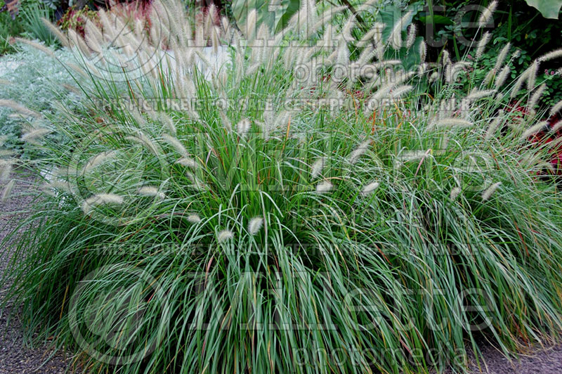 Pennisetum Hameln (Pearl millet grass) 10