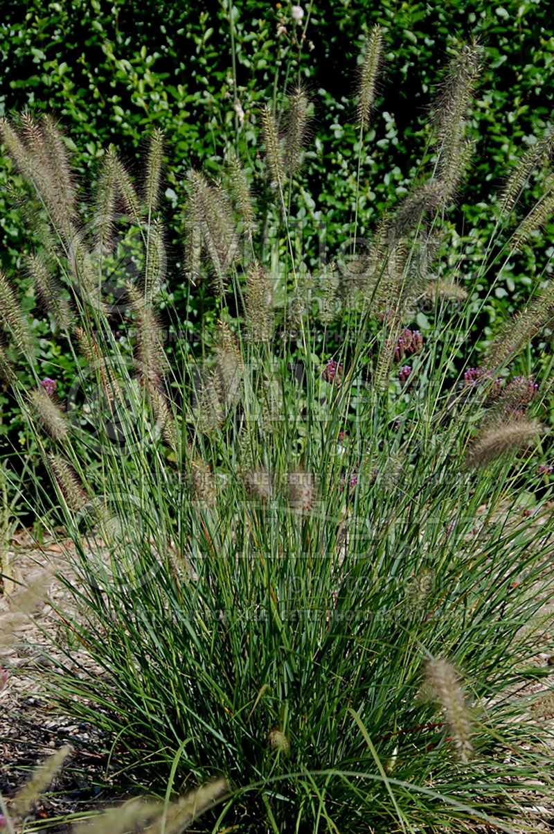 Pennisetum Hameln (Pearl millet grass) 11