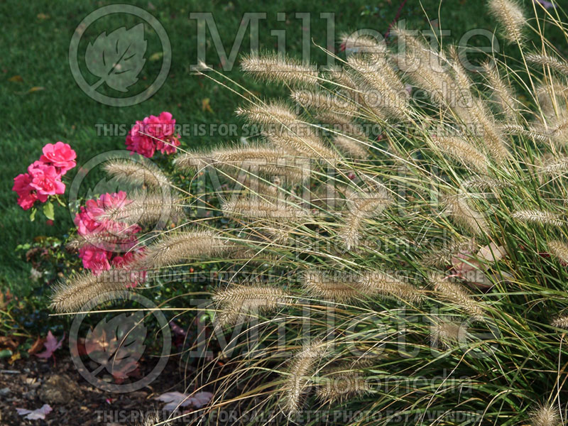 Pennisetum Hameln (Pearl millet grass) 3