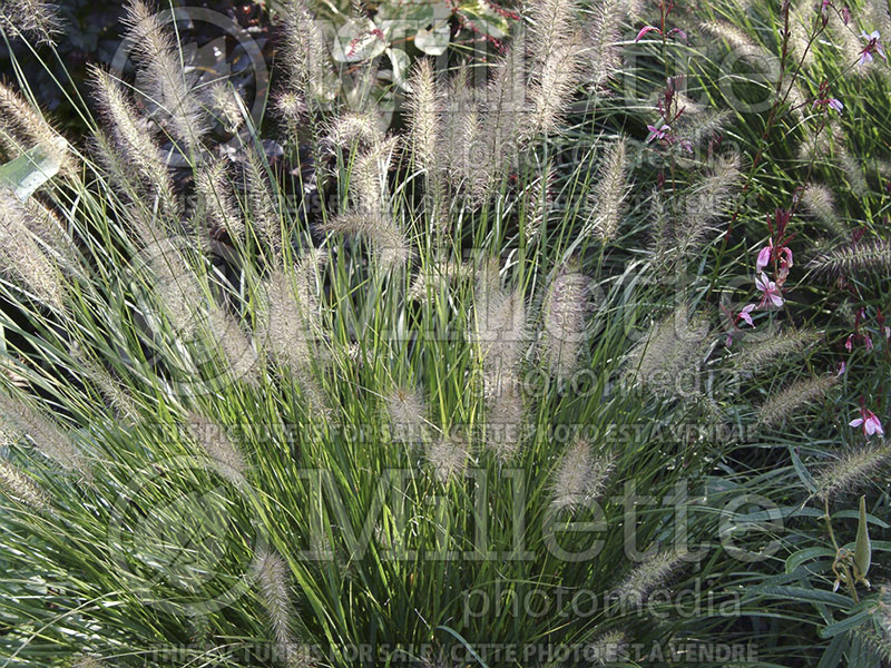 Pennisetum Hameln (Pearl millet grass) 12