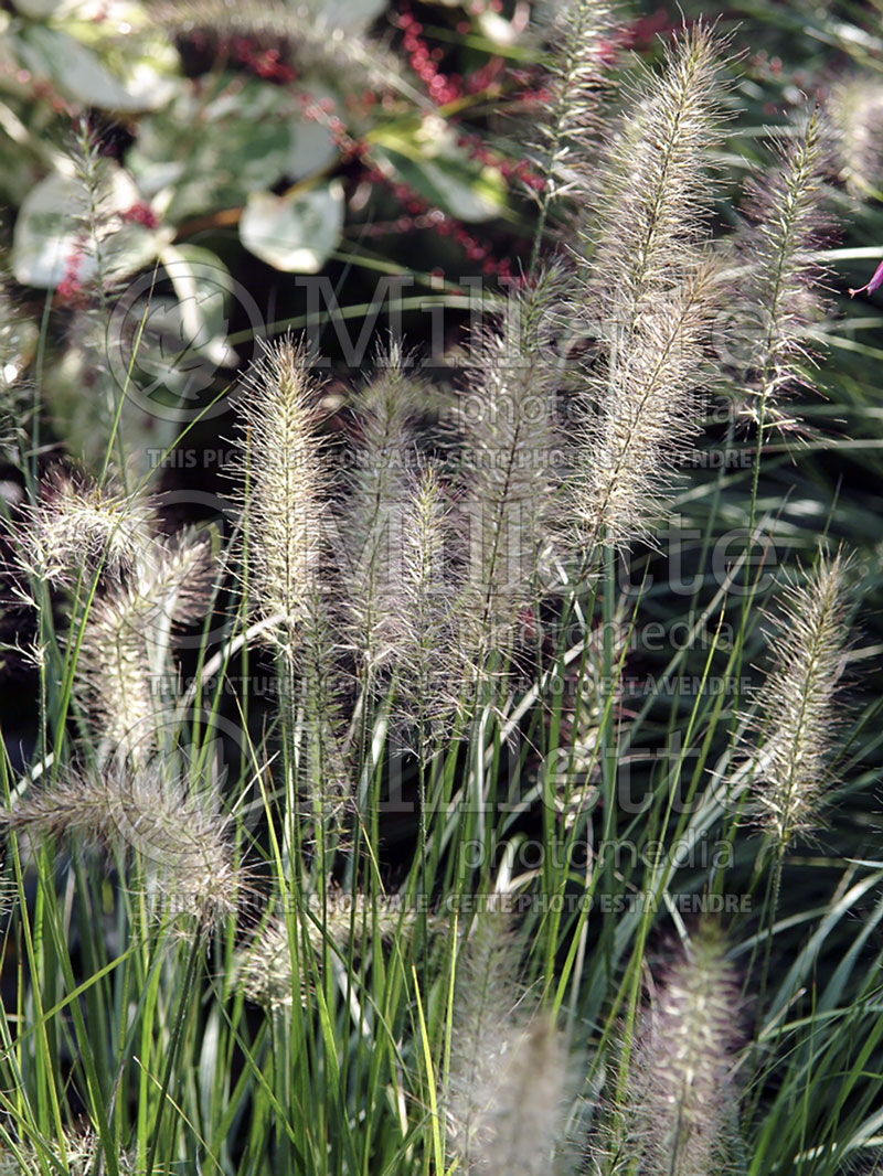 Pennisetum Hameln (Pearl millet grass) 13