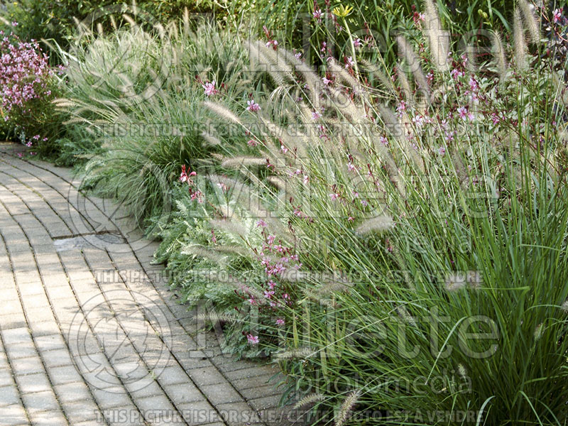 Pennisetum Hameln (Pearl millet grass) 14