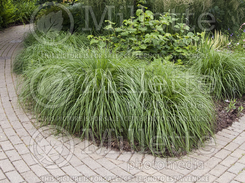 Pennisetum Hameln (Pearl millet grass) 15