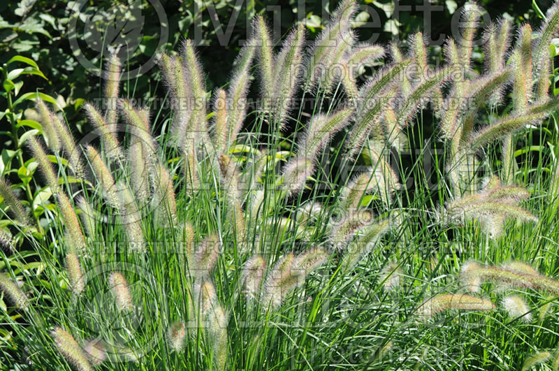 Pennisetum Hameln (Pearl millet grass) 5