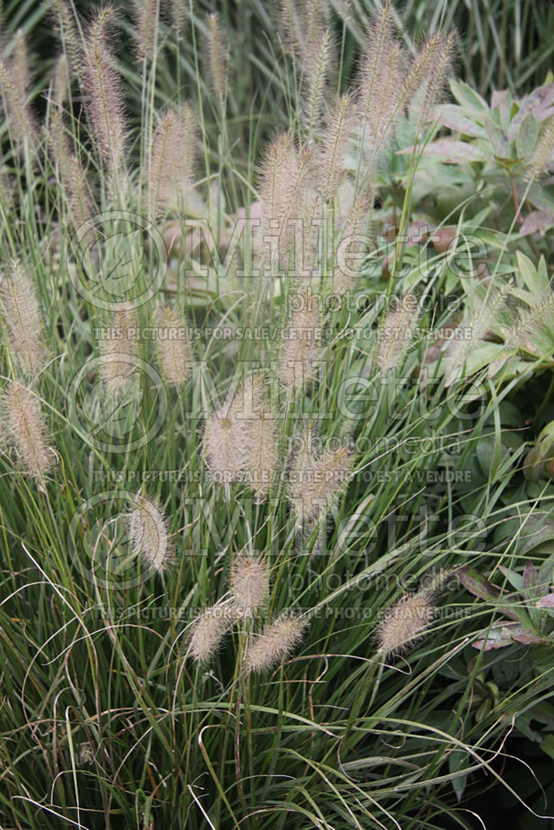 Pennisetum Hameln (Pearl millet grass) 7