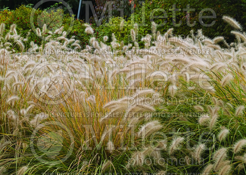 Pennisetum Hameln (Pearl millet grass) 16