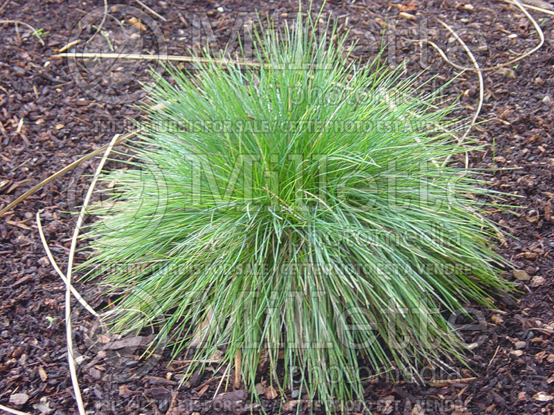 Pennisetum Little Bunny (Fountain Grass)  3