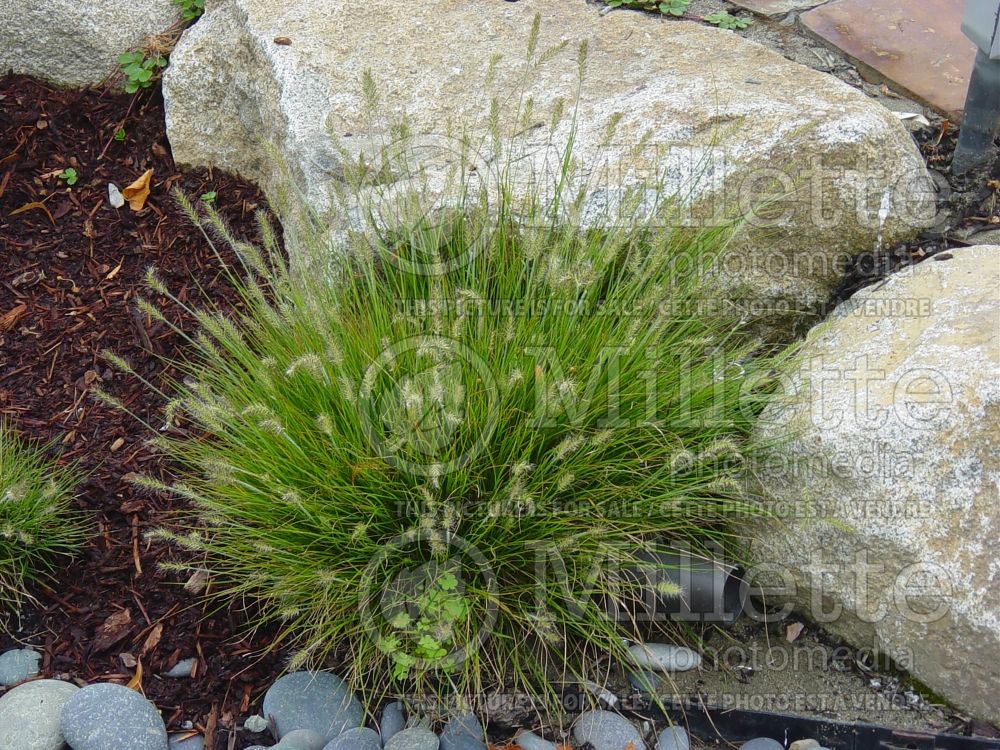 Pennisetum Little Bunny (Fountain Grass)  1