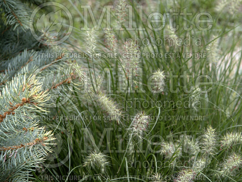 Pennisetum Little Bunny (Fountain Grass)  5