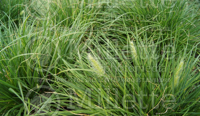 Pennisetum Little Bunny (Fountain Grass)  9