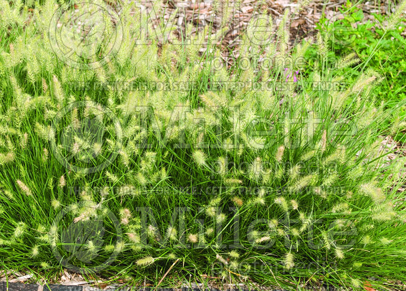 Pennisetum Little Bunny (Fountain Grass)  7