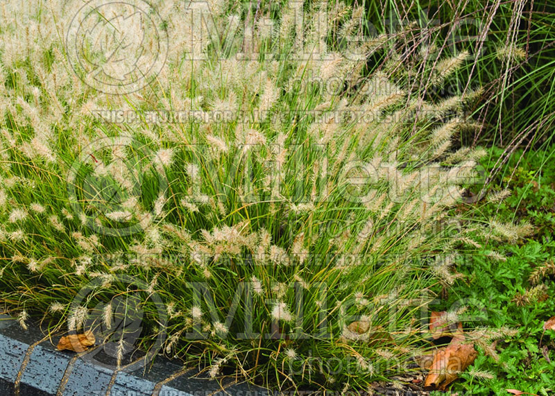 Pennisetum Little Bunny (Fountain Grass)  6