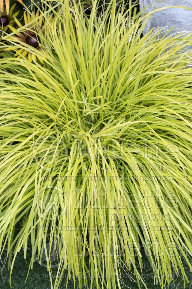 Pennisetum Lumen Gold (Fountain Grass) 1 