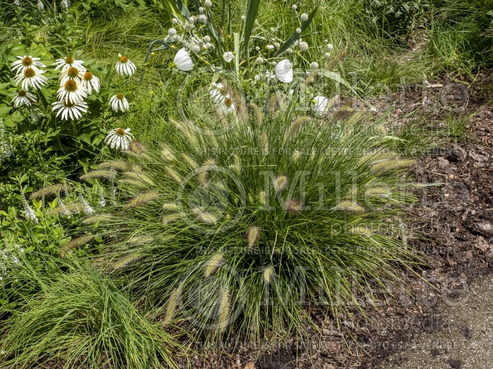 Pennisetum Piglet (Fountain Grass) 1 