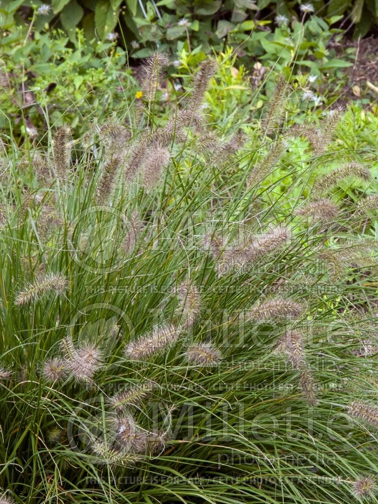 Pennisetum Piglet (Fountain Grass) 2 