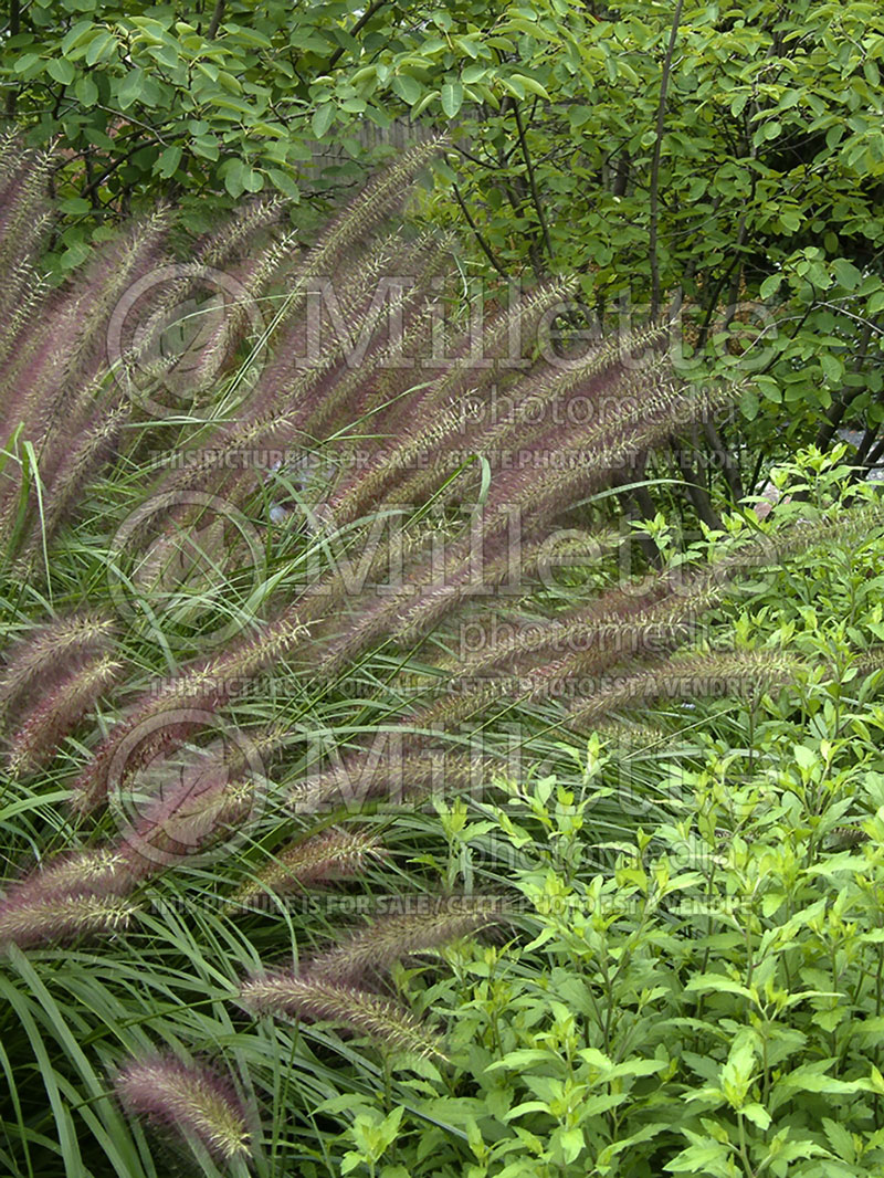 Pennisetum Red Head (Fountain Grass) 3 