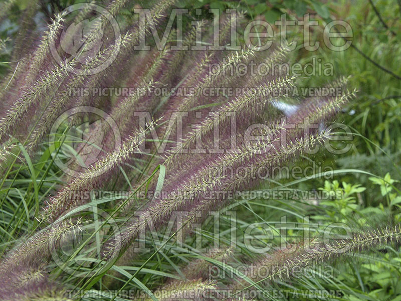 Pennisetum Red Head (Fountain Grass) 4 