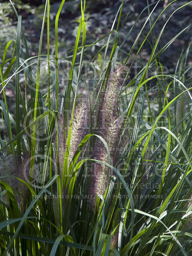 Pennisetum Red Head (Fountain Grass) 5 