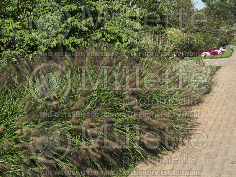 Pennisetum Red Head (Fountain Grass) 2 