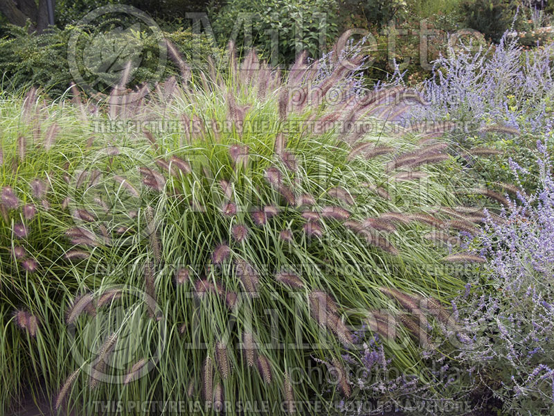 Pennisetum Red Head (Fountain Grass) 1 