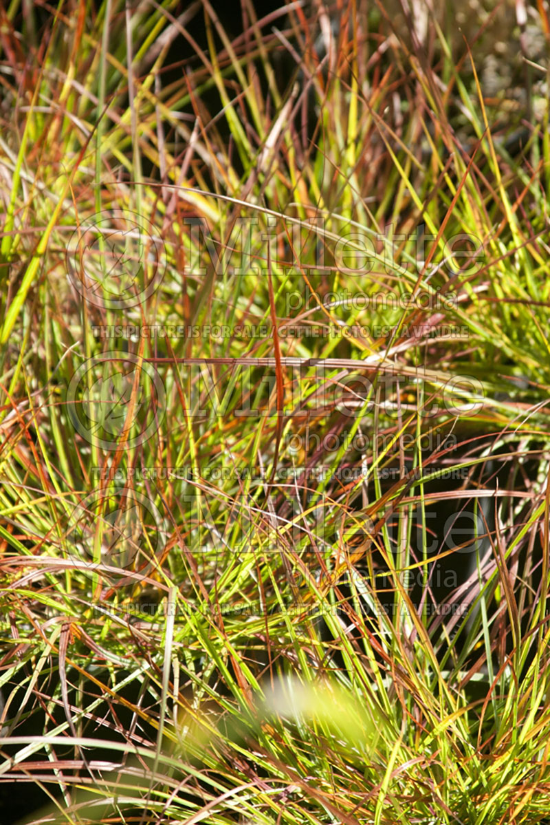 Pennisetum Burgundy Bunny (Fountain Grass) 2 