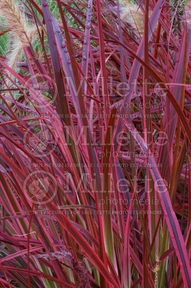 Cenchrus aka Pennisetum Fireworks (Fountain Grass) 7 