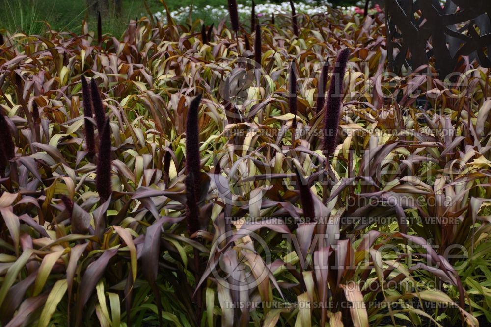 Pennisetum Copper Prince (Pearl millet Grass) 3