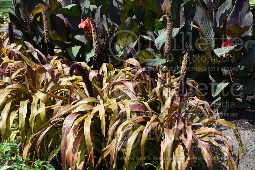 Pennisetum Copper Prince (Pearl millet  Grass) 1