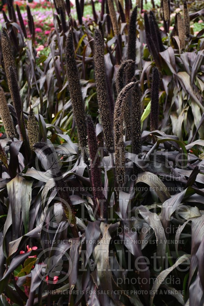 Pennisetum Purple Baron (Pearl millet grass) 2