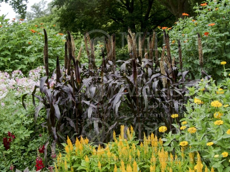 Pennisetum Purple Majesty (Pearl millet  Grass) 2